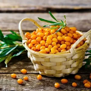 Premium Kashmiri Sea Buckthorn Berries – Nature's Most Complete Superfood | 190+ Nutrients